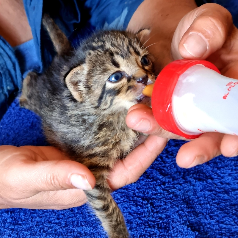 Voluntario alimentando con biberón a un gatito en el santuario